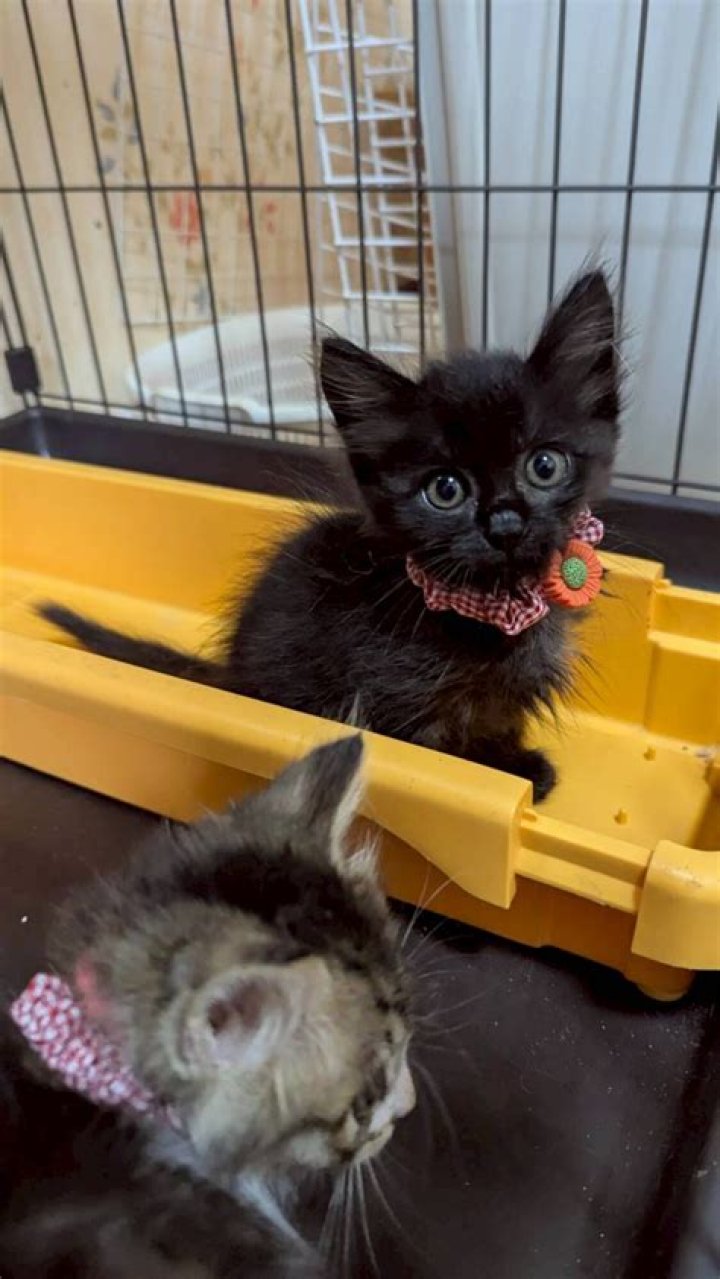 UIIC Assistant Recruitment 2024 : नयी भर्ती जारी, जल्दी भर ले फॉर्म