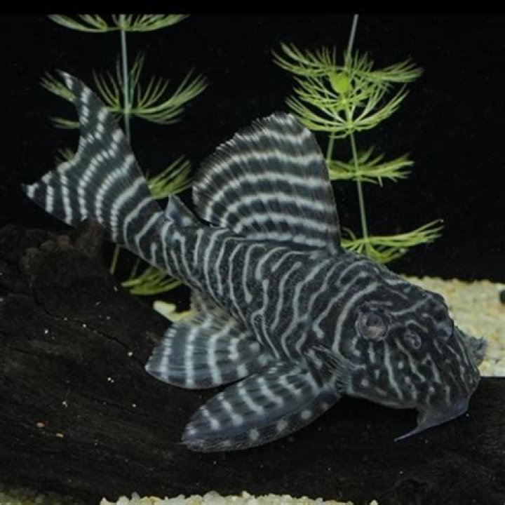 D'Andre Swift's Health Update: What's Going on with D'Andre Swift's Illness? - SarkariResult