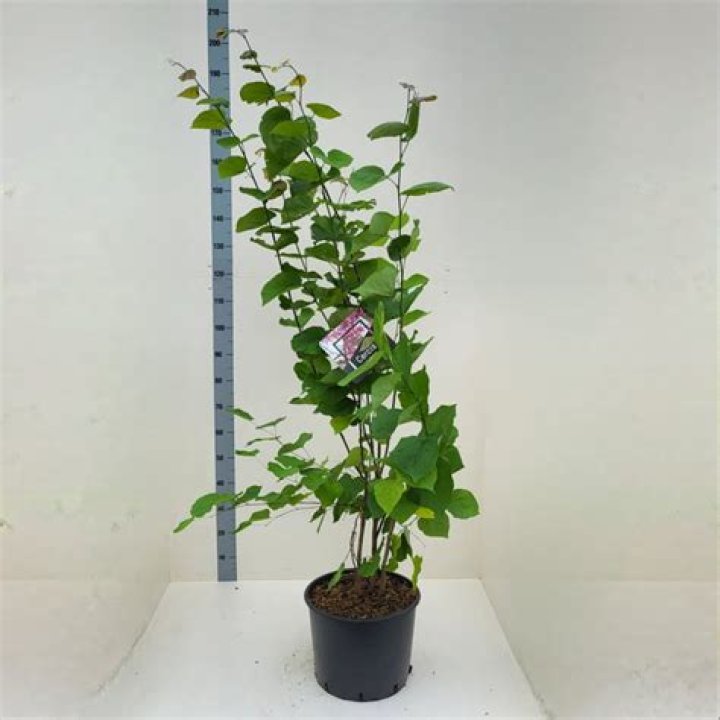 Jonathan Majors and Meagan Good Relationship Status: Are They Still Together? - SarkariResult