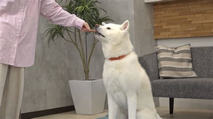 TikTok Big Belly Filter: A Guide on How to Access and Use the Big Belly Filter - SarkariResult