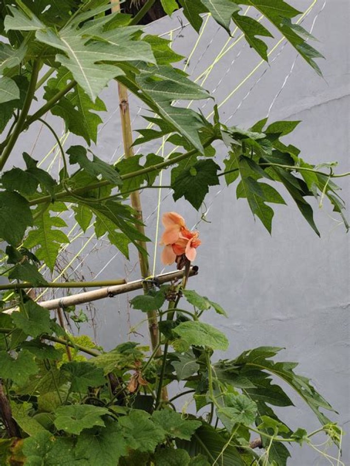 Was Zac Brettler Wife Zamira Ismailova? What Happened To Zac Brettler Wife? - SarkariResult