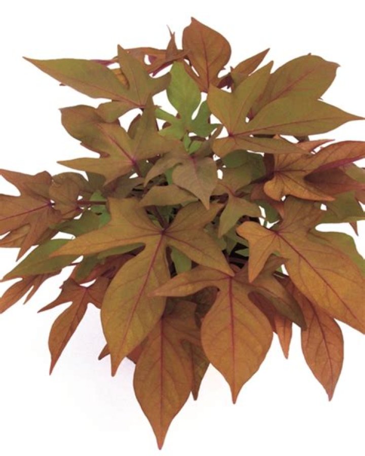 Maverick McNealy Net Worth: Career, Family, Age, Income, Wiki, Bio, All You Need to Know - SarkariResult