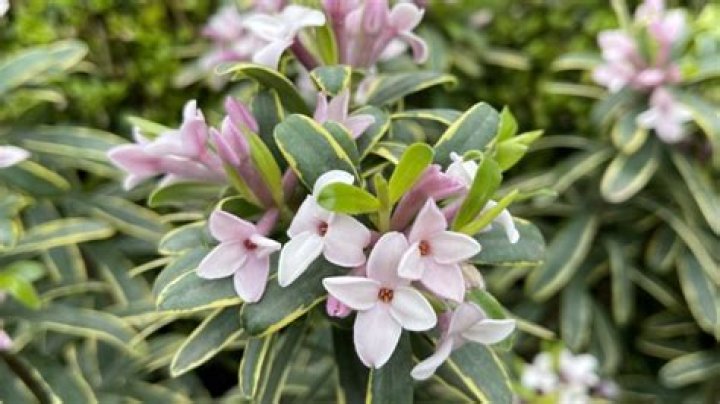 Daphne Oz Net Worth: What Is Daphne’s Net Worth?