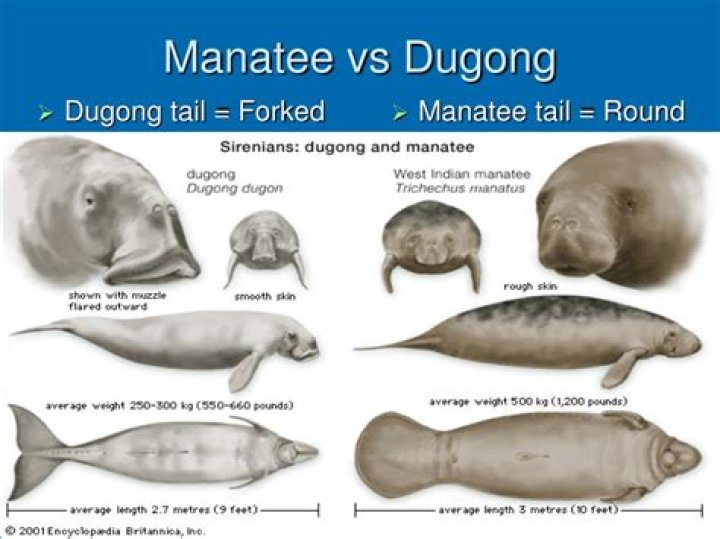 Difference between dugong and manatee