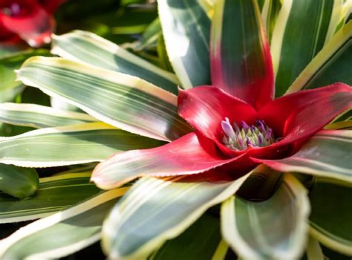 Do bromeliads need sun or shade