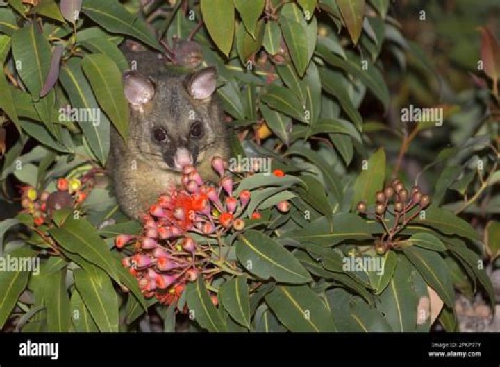 Do possums eat oranges off the tree