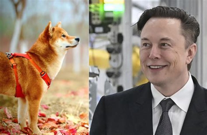 
Elon Musk has a new CEO for X/Twitter: Who is she and where will his dog Floki go? 