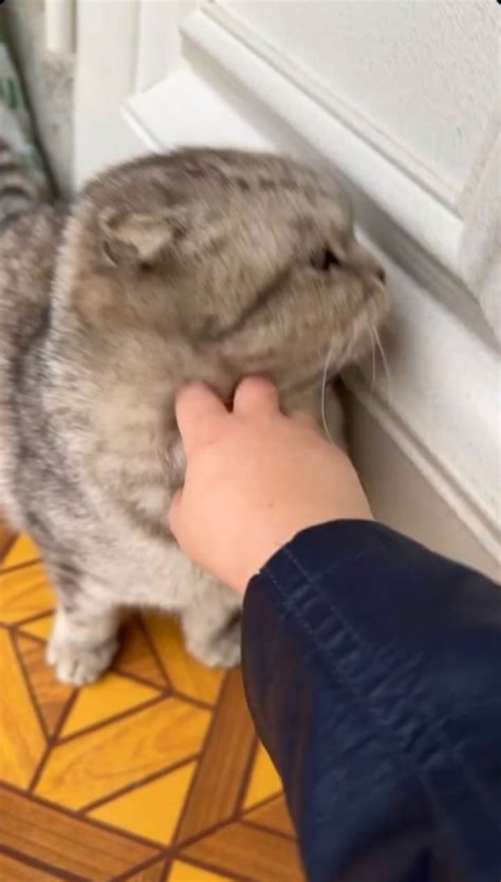 “Grown men can catch grown hands”: Hasbulla cat abuse video sparks outrage online