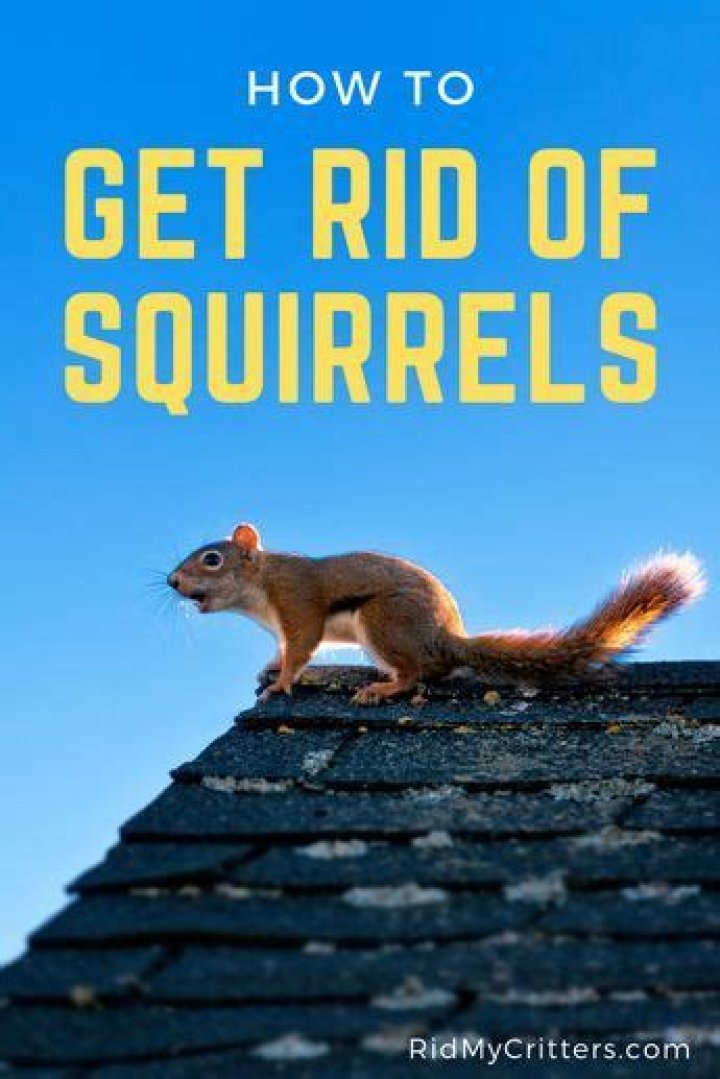 How to get rid of squirrels