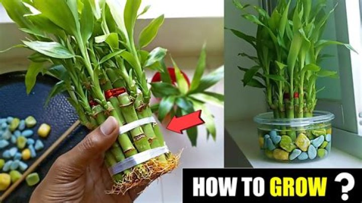 How to grow bamboo in utah