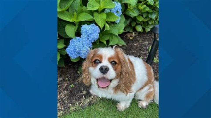 Is henry gibson alive