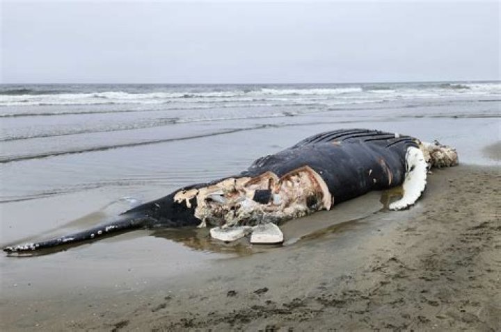 
Jersey Shore’s 7th Dead Whale “Terrible News on Top of Bad News” 