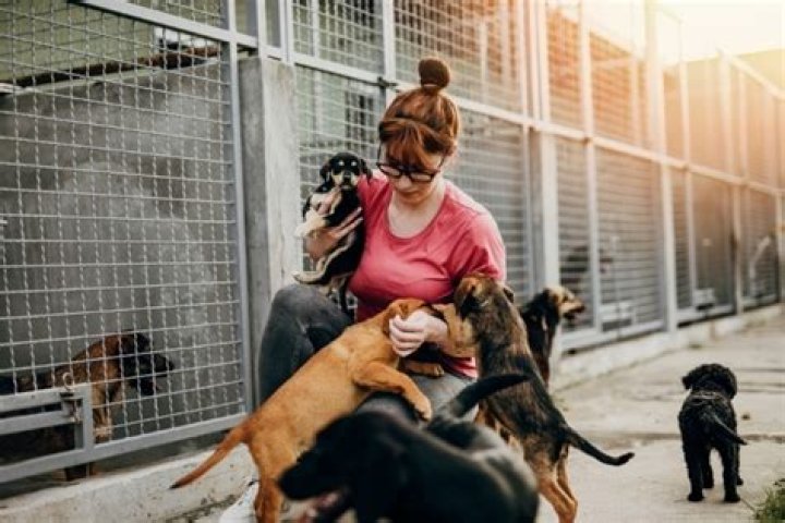 
Meet Anastasiia Yalanskaya, Ukraine Volunteer Killed In Dog Shelter While Feeding Dogs, Here Is More 