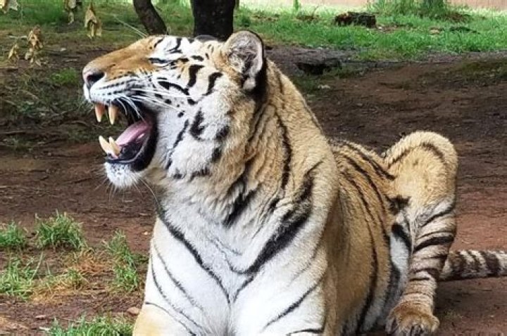 
Tiger on loose in Troup County, Georgia, after escaping zoo as tornado rips through area 