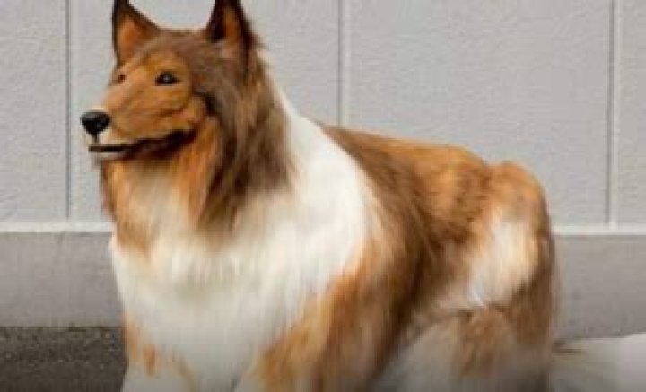 Toco The Human Dog Surgery | Toco Dog Man Before And After Photos