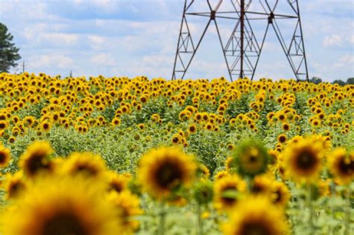 
Top 10 Most Beautiful Sunflower Fields Around the Country 