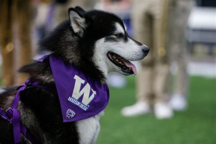 Washington Huskies: Who Is Dylan Morris Girlfriend Samm Stackle? Wikipedia Age Height And Parents
