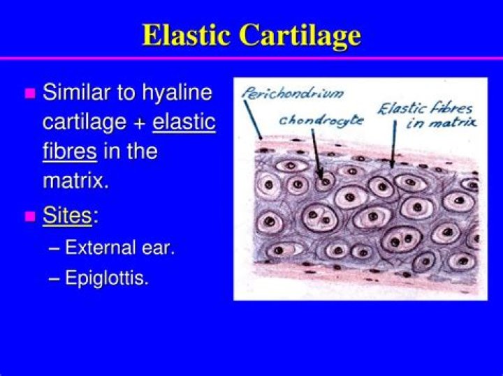 What is the matrix composed of in elastic cartilage